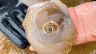 Xiaozhang Catch Beautiful Giant Cat's Eye SNAIL（Catch the sea）