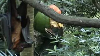 Giant Fruit Bats (Flying Fox) eating the fruits