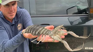 GIANT MANTIS SHRIMP - {CATCH, CLEAN, COOK}