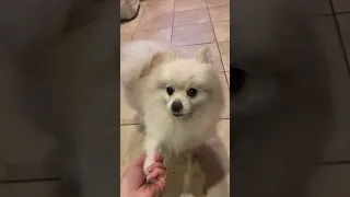 Pomeranian tricks #shorts