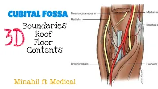 Cubital Fossa |3D Boundaries and Contents of Cubital Fossa