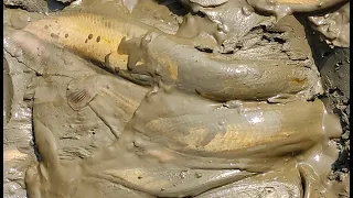 Catfish or Shing Fish Catching by Hand From Mud Water in the Pond