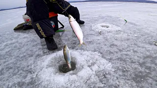 Рыбалка в Приморском крае. Ловля селедки, наваги, камбалы