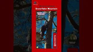 Snowflake Mountain | Netflix Movie | Movies | YouTube Movie | Trailer | Comedy | Video | HD Movies