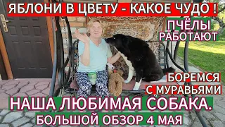 ЯБЛОНИ В ЦВЕТУ - КАКОЕ ЧУДО ! И ЛЮБИМАЯ СОБАЧКА ВСЕГДА С НАМИ