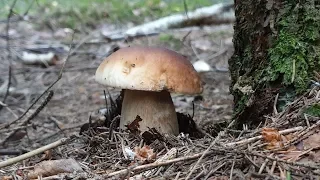 Тихая охота на белые грибы ! Грибы в Подмосковье ! Желчный гриб горчак ! Грибы 2019 !