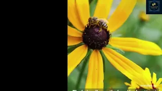 Interesting Facts about Bees