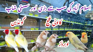 Birds market Islamabad goldian finch,colonyfinch,exhibition finch,lovebirds ki bahut Bari offer