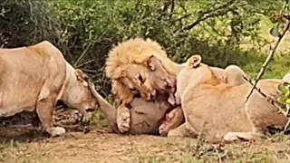 male lion attack the young warthog fighting by other lions video