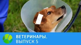 Ветеринары. Чилийская белка, джек-рассел-терьер, сова | Живая Планета