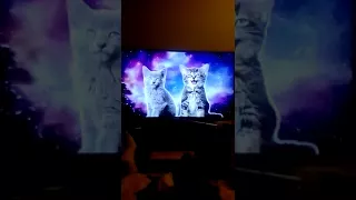 Песня котов
