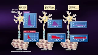 Causes of Muscle Fatigue - Coursera Science of Exercise