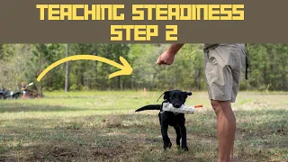 How to Steady Duck Dogs: Step 2 - Hunting Dog Training