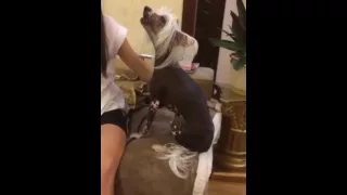 Видео пёс поёт Русские песни!!!