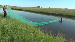 Ещё 300 карасей на Рыжковский (северный) пруд поскорее.  08. 07. 2019