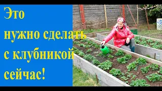 Уход за клубникой в мае