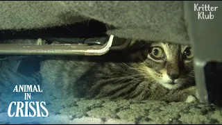 Kitten Never Wants To Get Out Of A Car Again After Losing His Mom | Animal in Crisis EP111