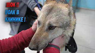 Волк в клинике !!! Все в ШОКЕ !!! Поведение Волкособа в клинике !!! Что с Аявриком ?