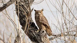 Great Horned Owl at San Jacinto on 3 March 24