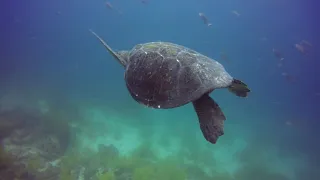 Diving in the Galapagos at Gordon Rocks off Santa Cruz Island