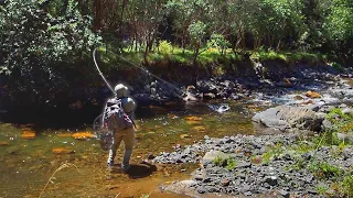 Fishing Pristine  Private Mountain Stream! Surprisingly Large Trout!