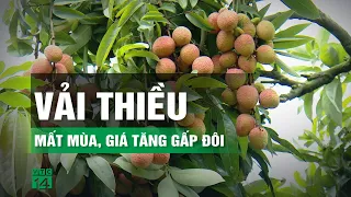 Vải thiều Hải Dương mất mùa, nhưng giá tăng gấp đôi | VTC14