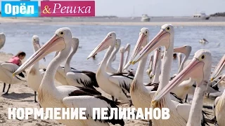 Голодные пеликаны и Леся Никитюк! Орёл и Решка. Рай и Ад