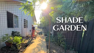 Planting Shade Garden Perennials and CLIMBING Hydrangeas!