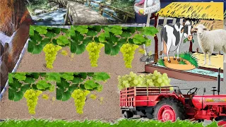mini diy tractor ll growing grapes ll