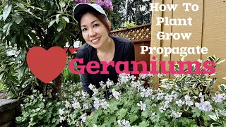 HOW TO GROW AND PROPAGATE HARDY GERANIUMS, THE EASY WAY!