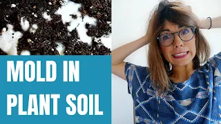 White mold plant soil - how to get rid of mold in plant soil