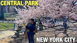 ⁴ᴷCentral Park NYC Cherry Blossoms 2022 🌸 New York City Spring Walk (April 2, 2022)