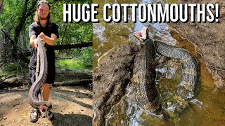 Swimming With Cottonmouths! Creek Herping and Night Cruising for Snakes and Turtles!