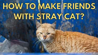 How To Make Friends With Stray Cats
