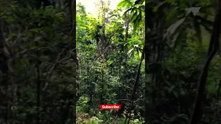 Beautiful world Dangerous Jungle in Near Congo. #nature (No Edited Video).