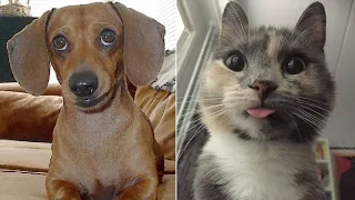 🐶 Funny cats and dogs compilation, try not to laugh 🐱 dog and cat funny video
