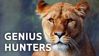 A Close Encounter With Africa's Most Intelligent Hunters | Africa's Deadliest | All Out Wildlife