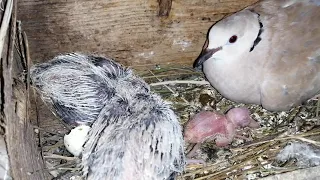 TORTOLA SACADA CON TRES PICHONES