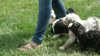 Wayne Yoder's Mini Sheepadoodle Puppies