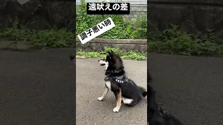 柴犬の遠吠えコンディション