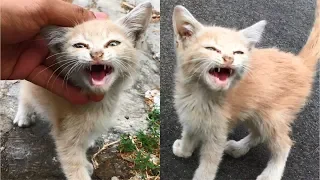 Poor Angry Kitten Meowing Loudly And Screaming Because So Hungry - Cats Meowing