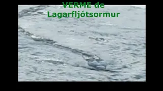 verme de Lagarfljótsormur, criptideo gigante da Islandia e suposta prova em video