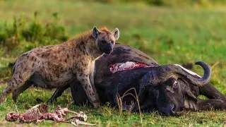 Hyena Eating Buffalo Alive||Hyena Eating Alive||Tiger vs Lion #lion #hyena