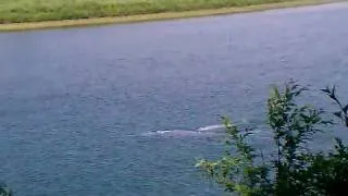 loch ness monster caught on tape