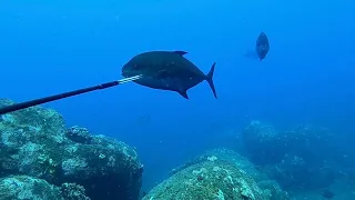 Hawaii Spearfishing | 3-prongin’