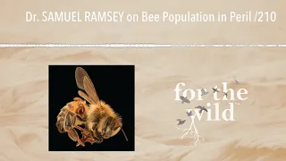 Dr. SAMUEL RAMSEY on Bee Population in Peril /210