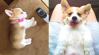 Funny and Cute corgi puppies videos compilation 2021❤ Cutest corgis Ever! Part 4