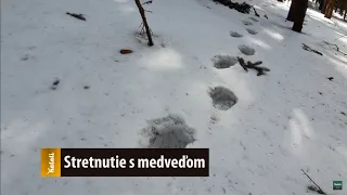 Stretnutie s medveďom