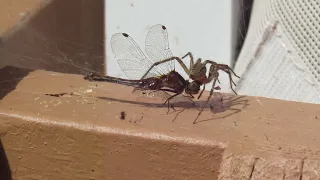 Araignée Agelenopsis potteri