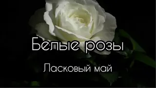 Смысл песни БЕЛЫЕ РОЗЫ,ЛАСКОВЫЙ МАЙ